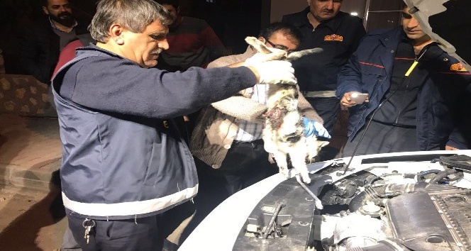 Motor kısmına sıkışan kedi uyutularak kurtarıldı