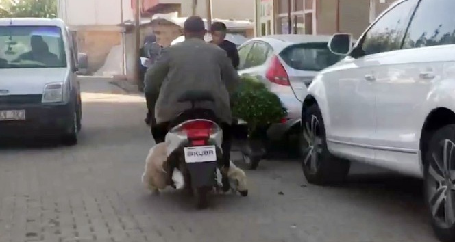 Koyunu motosikletle taşıyan sürücü görenleri şaşırttı