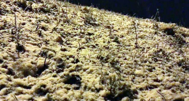 Sarıkamış’ta kar yağışı