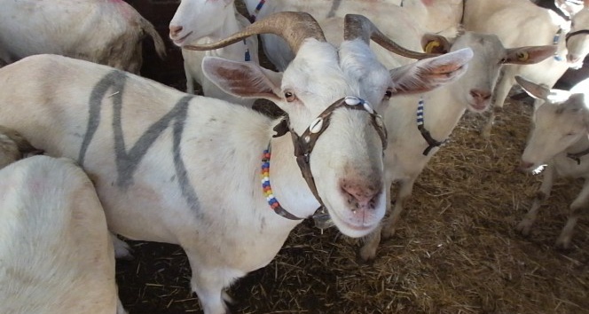 Balıkesir’de 2 keçi ile çobanlığa başlayan muhtar binlerce keçi ve oğlak yetiştirdi