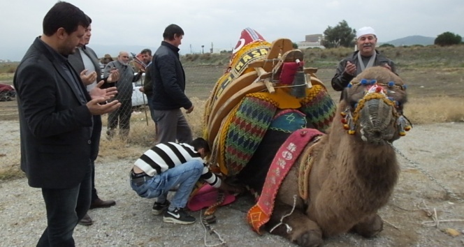 Burhaniye&#039;de güreşçi 82 deveye havut giydirildi