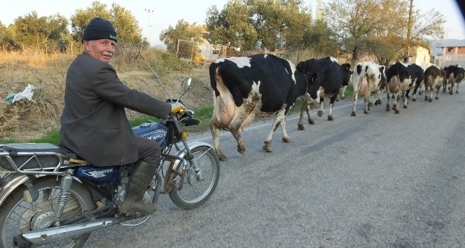 Burhaniye’de motosikletli inek çobanı