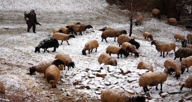 Kar yağışından etkilenen koyun sürüsü köye indirildi