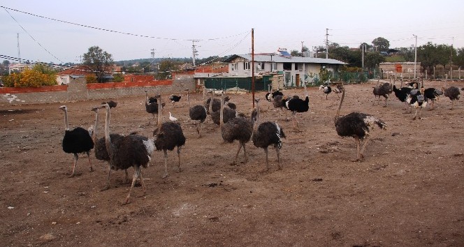 (Özel Haber) Türkiye’nin en büyük deve kuşu üretim çiftliği Çanakkale’de