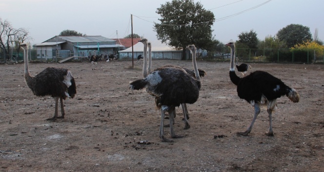 Türkiye&#039;nin en büyük deve kuşu üretim çiftliği Çanakkale&#039;de