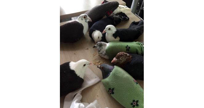 Hatay Havalimanı’nda çorapların içinden 11 güvercin çıktı