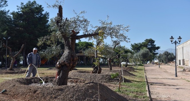 Kepez Belediyesinden park ve bulvarlara 100 zeytin ağacı