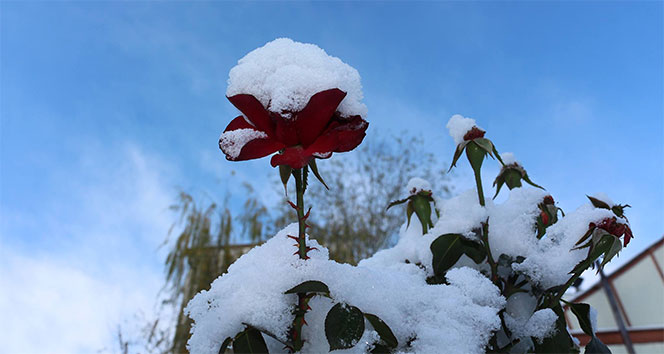 Kırmızı güllerin üzerine yağan kar kartpostallık görüntü oluşturdu