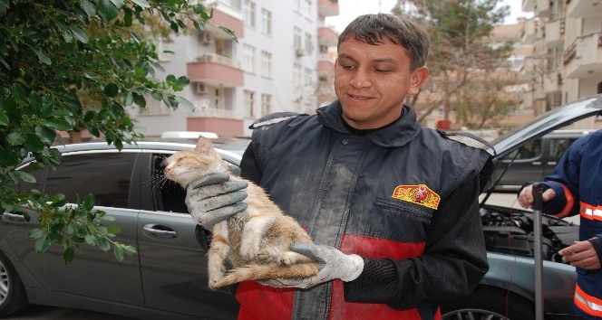 Aracın motoruna giren yavru kedi 2 saatte kurtarıldı