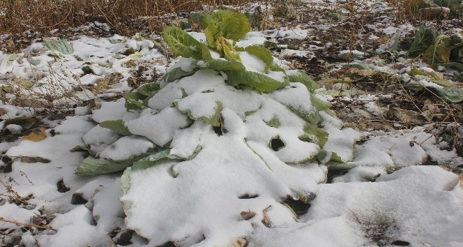 Ağrı’da 2 bin lahana kar altında kaldı