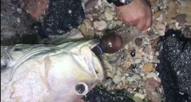 Nesli tehlikede olan balık &#039;pet şişe&#039; kurbanı oldu