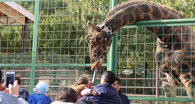 Hayvanat bahçesinin maskotu zürafa ile fotoğraf keyfi