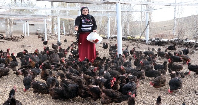 Kadın girişimci, aldığı hibe desteğiyle organik yumurta çiftliği kurdu