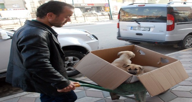 Hasta olan yavru köpeklerini veterinere el arabasıyla taşıdı