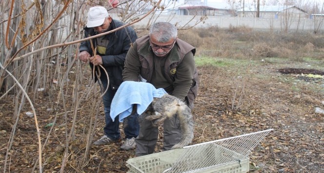 Otomobilin çarptığı tilki tedavi altına alındı