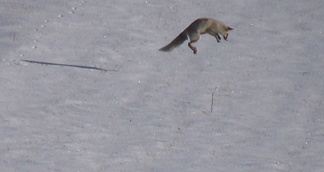 Sarıkamış’ta aç kalan tilkilerin fare avı
