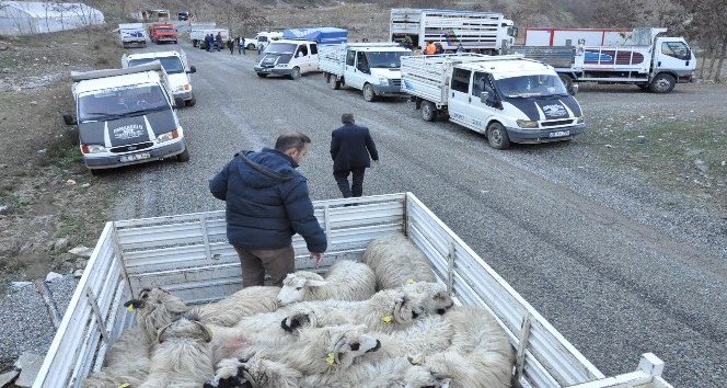 Gümüşhane’de Genç Çiftçilere küçükbaş hayvanları dağıtıldı