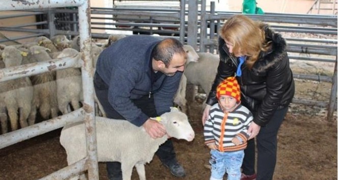 Vize ilçesinde 5 genç çiftçiye 185 koyun dağıtıldı