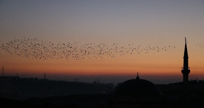 Yozgat’ta sığırcık kuşlarının görsel şöleni