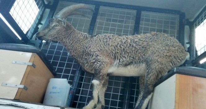 Yolunu şaşırıp ilçeye inen dağ keçisini polisler doğaya bıraktı