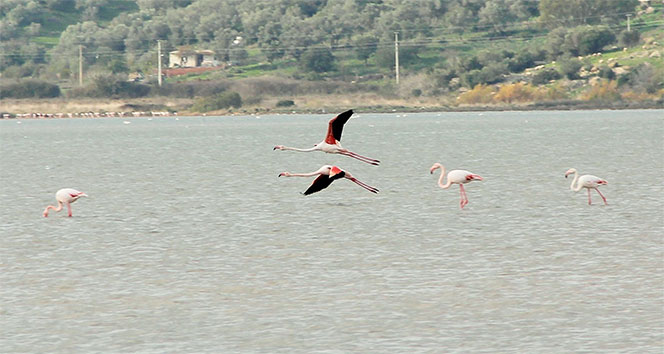 Flamingolar Bodrum’a akın etti!