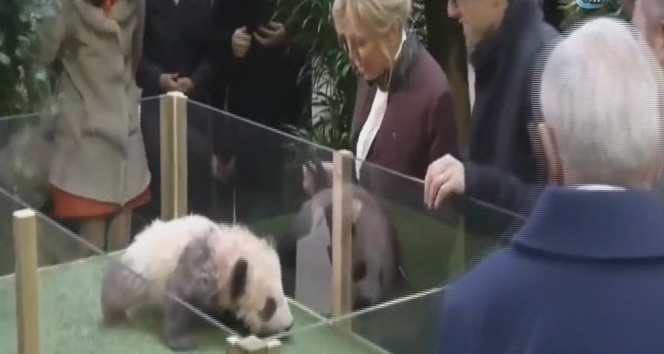 Yavru panda, Brigitte Macron&#039;a saldırdı