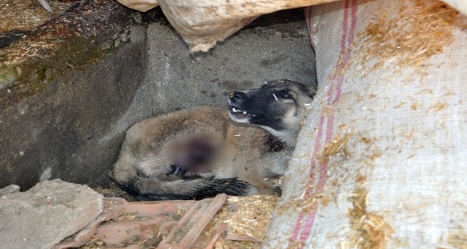 Gaziantep’te domdom kurşunu ile vurulmuş sokak köpeği bulundu