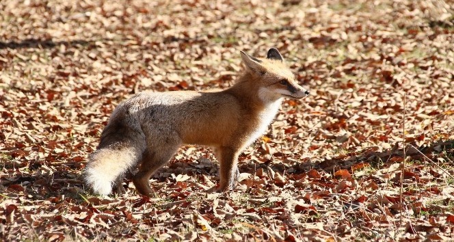 Ayağına plak takılan tilki 45 gün sonra doğaya salındı