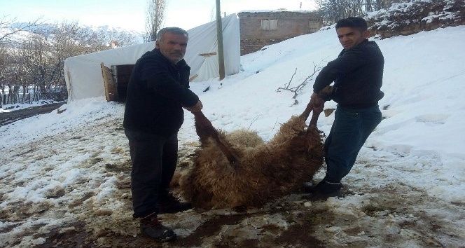 Bitlis’te 200 koyun telef oldu