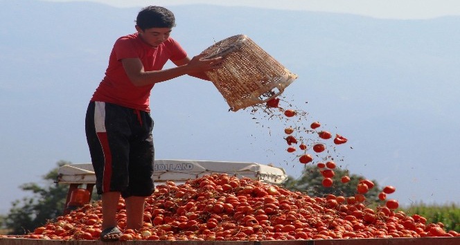 Manisa salçalık domates üretiminde ikinci sırada