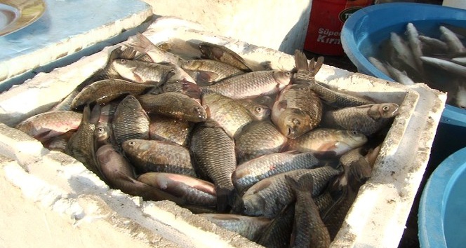 Dicle’de ‘istilacı’ İsrail sazanları balıkların neslini tüketiyor
