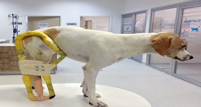 3D Yazıcı ile hayvanlara özel Splint üretildi