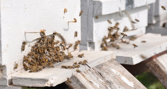 120 kovan arılarla birlikte çalındı