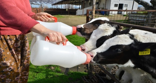 En mutlu süt üreticileri İzmir’de
