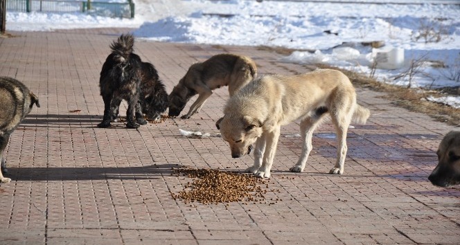 KAÜ İnovatif Gençlik Kulübü öğrencileri sokak köpeklerini doyurdu