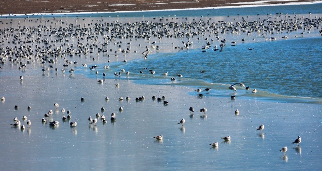 Van'ın Sıhke Gölü buz tuttu