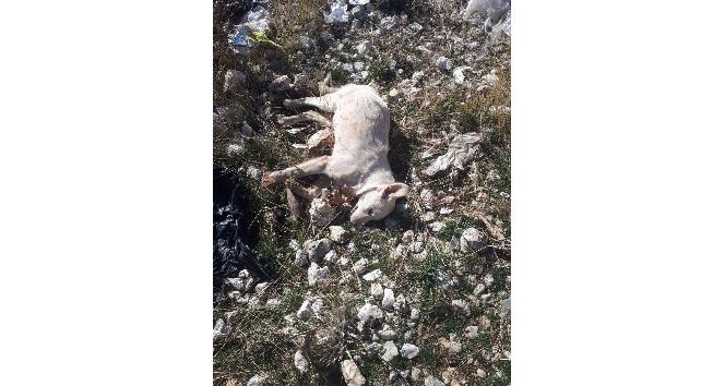 Karaman’da kedi ve köpek ölümleri