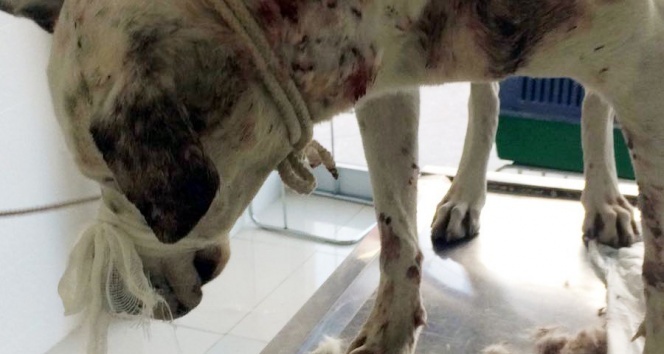 Yaralı köpeğin röntgen filmini görenler şok oldu