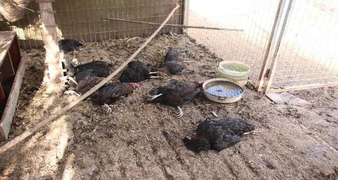 Tavuk çiftliğine dalan köpekler tavukları telef etti