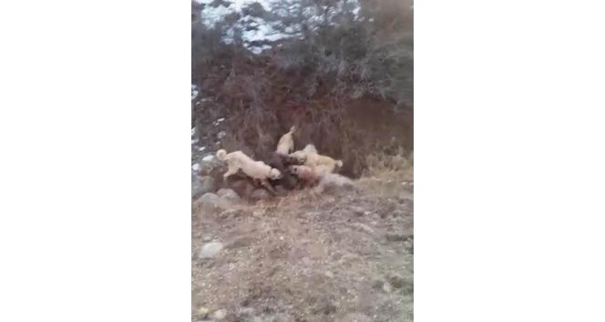 Sürüye saldıran dev yaban domuzunu Kangal köpekleri boğdu