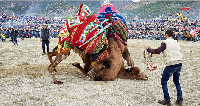 Buharkent’te deve güreşlerine büyük ilgi