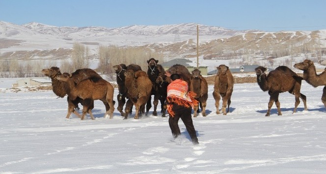Dondurucu soğukta güreşçi develere idman