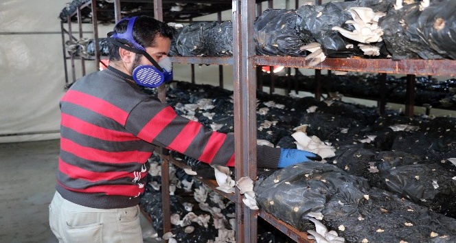 Devletten aldığı destekle kurduğu tesiste ayda 1 ton mantar üretiyor