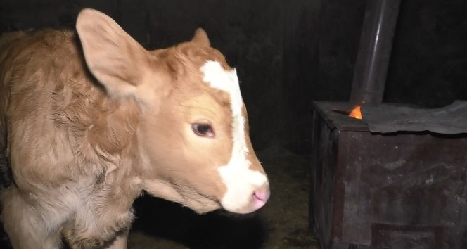 Buzağılar için ahıra soba kurdular