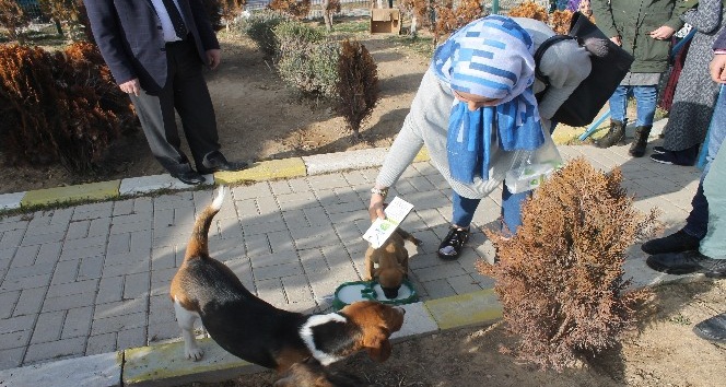 Karaman’da KYK’lı öğrenciler sınav stresini hayvan barınağını gezerek attı