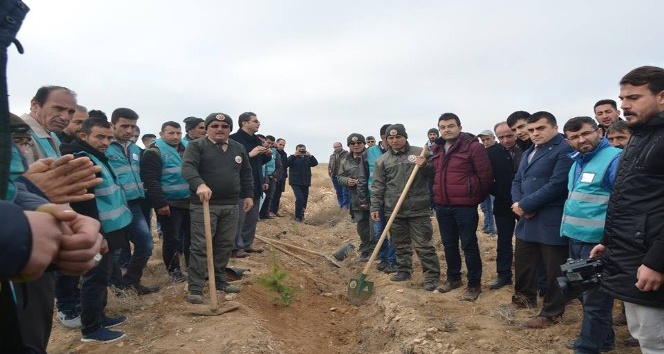 Karaman’da denetimli serbestlik hükümlüleri fidan dikti