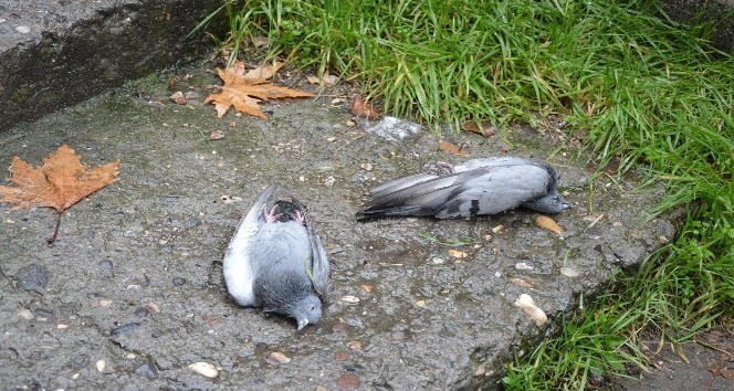 Niksar’da şüpheli kuş ölümleri