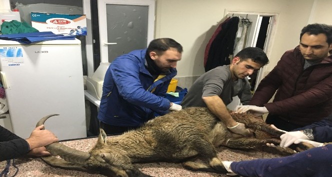 Artvin’de yaralı bulunan dağ keçisi Kars’a sevk edildi
