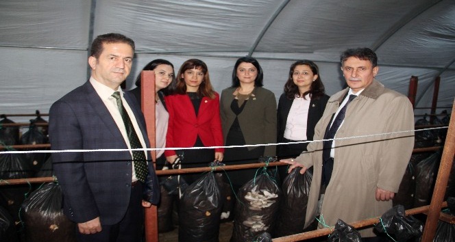 Sığınmacılar ‘istiridye mantarı’ bile üretiyor