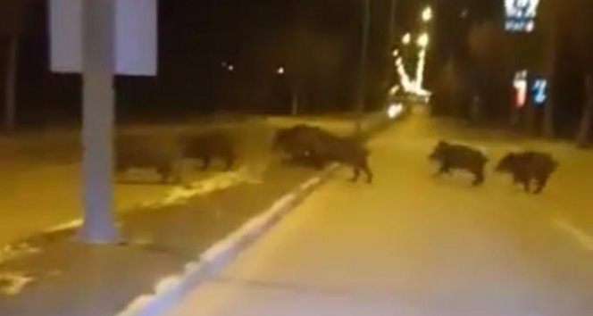 Aç kalan yaban domuzları şehre indi!
